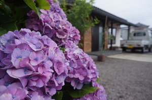 梅雨の展示場・紫陽花